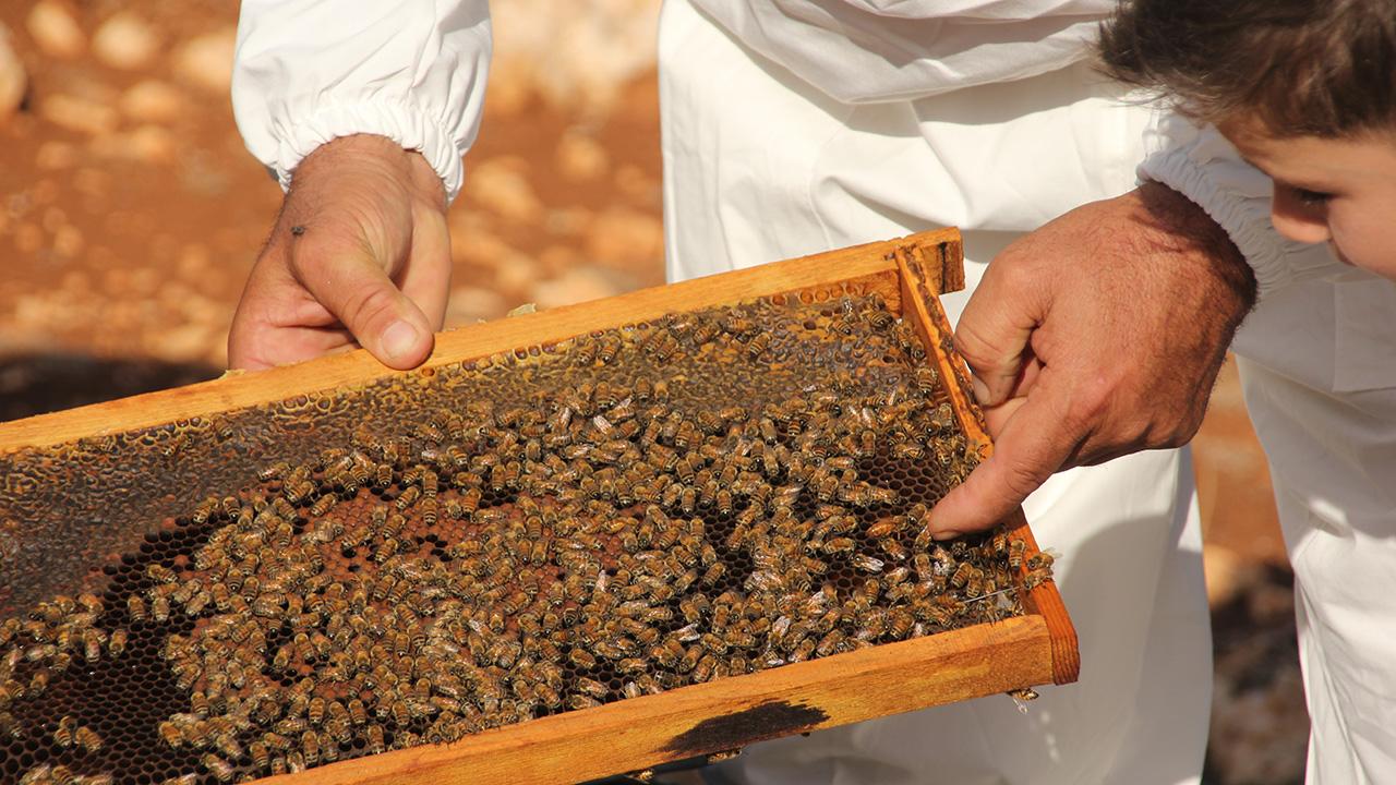 Torosların balı dünyaya açıldı: 2 altın, 1 gümüş madalya