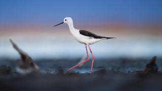 Uzunbacaklar göç yoluna çıktı