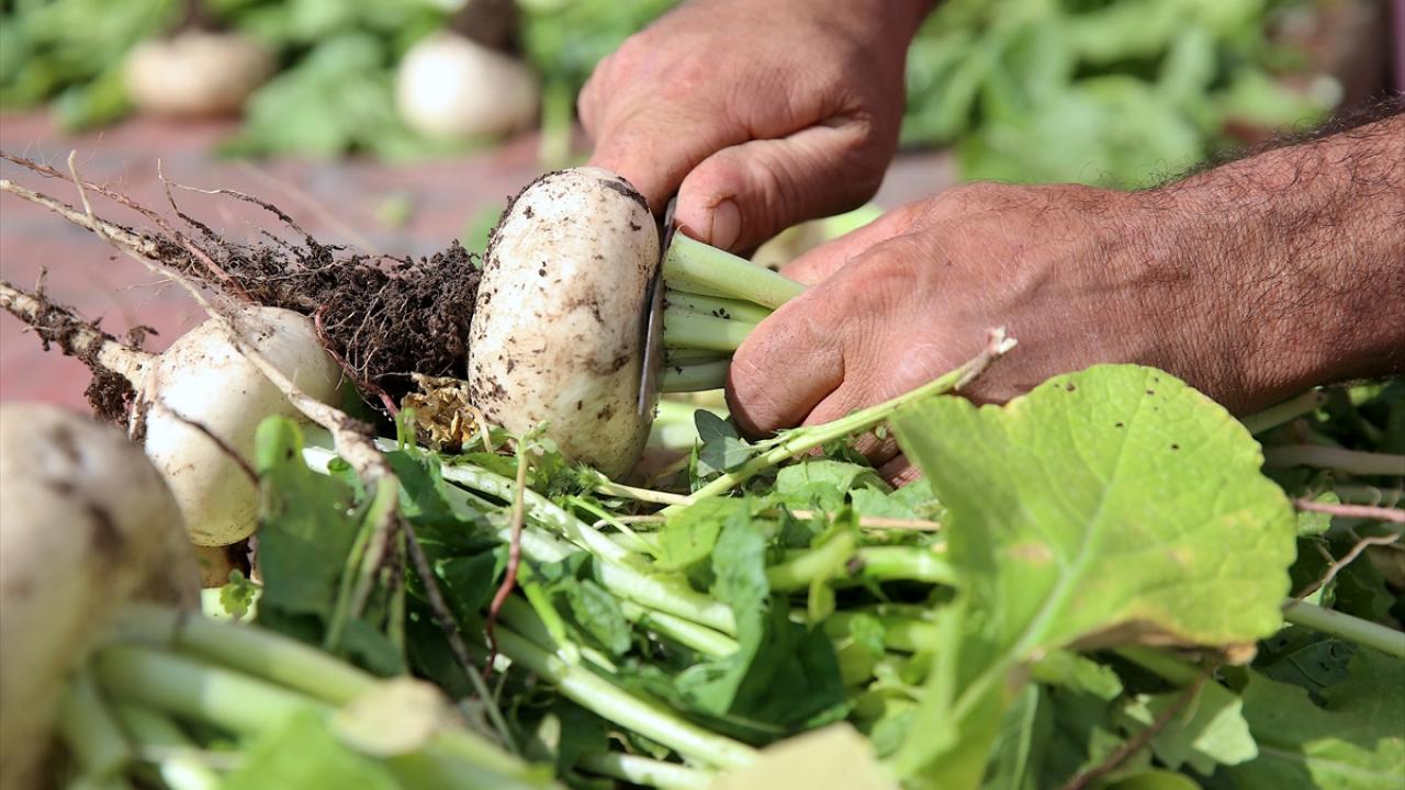 Yol kenarında ya da marketlere satıyorlar