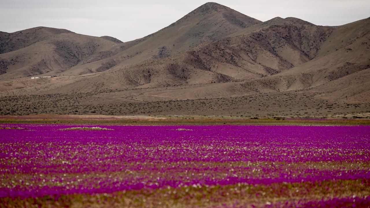 Dünyanın en kurak çölü çiçek bahçesine dönüştü