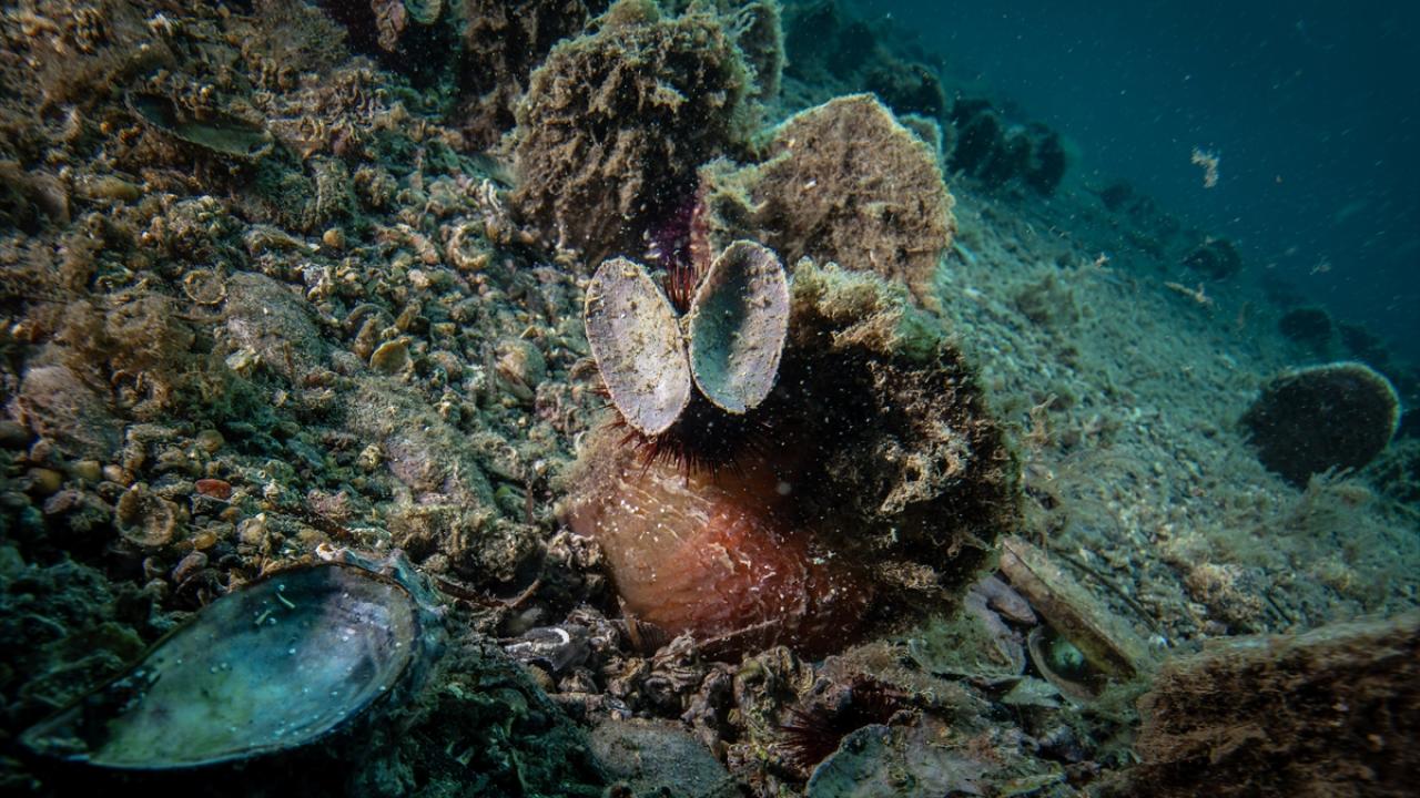 "Onlar denizin doğal arıtma sistemi"