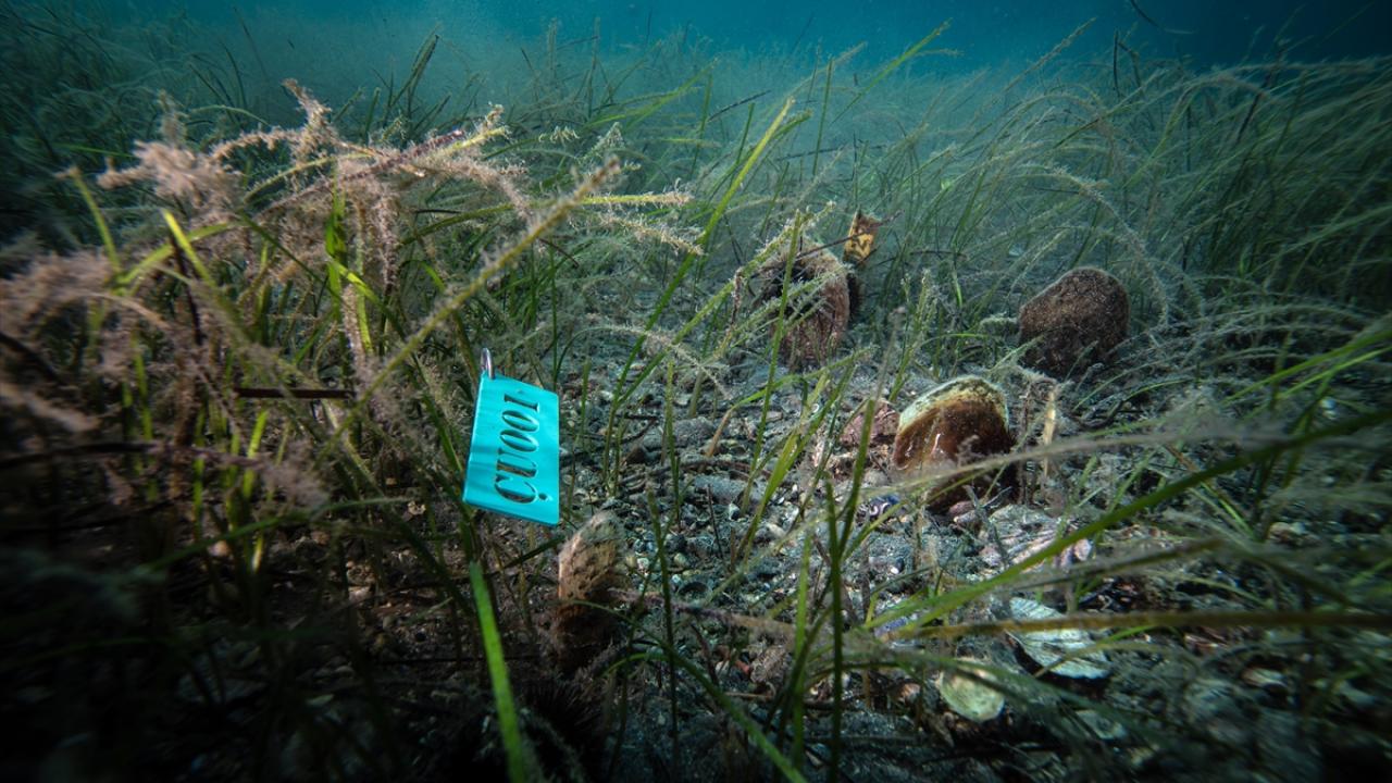 Marmara`da oluşturulan 8 istasyonda takipleri yapılıyor