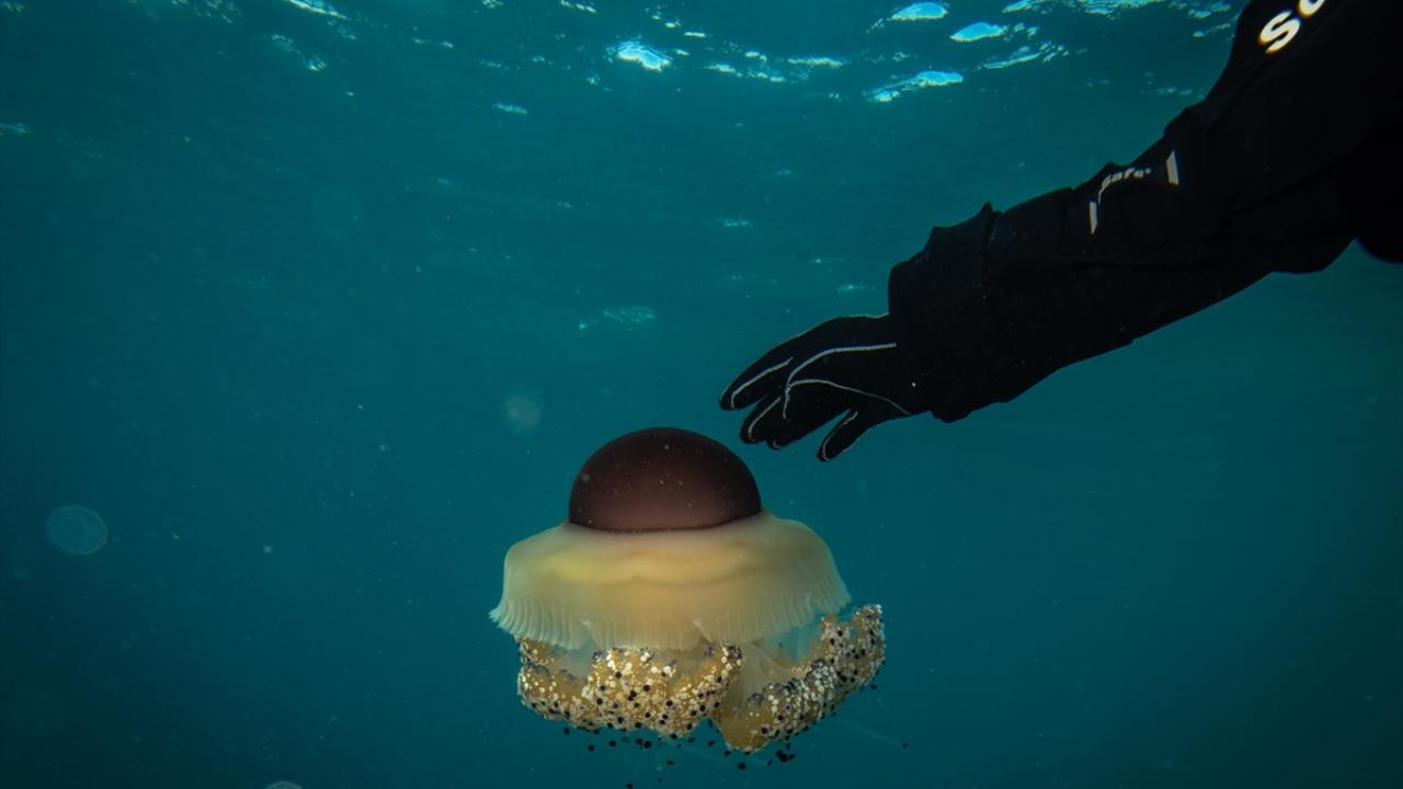 Bebek pina sayısı 10`a ulaştı