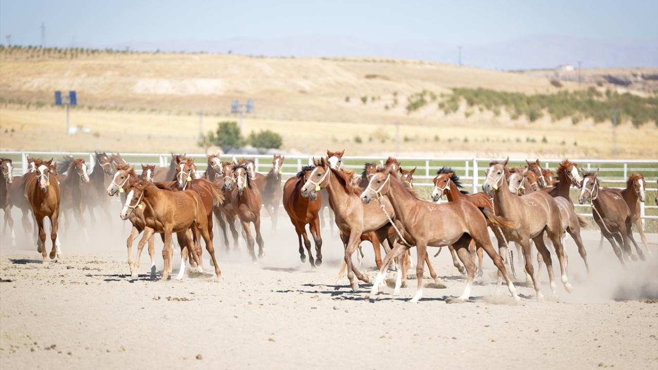 "Taylarda gözle görülür başarı artışı mevcut"