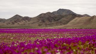 Dünyanın en kurak çölü çiçek bahçesine dönüştü