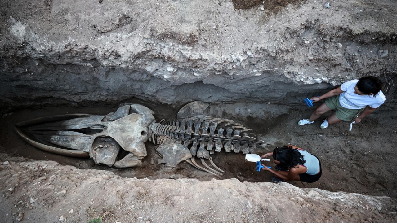 4 yıl önce gömülen Fin balinasının iskeleti topraktan çıkarılıyor