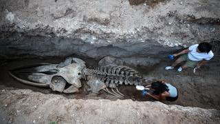 4 yıl önce gömülen Fin balinasının iskeleti topraktan çıkarılıyor