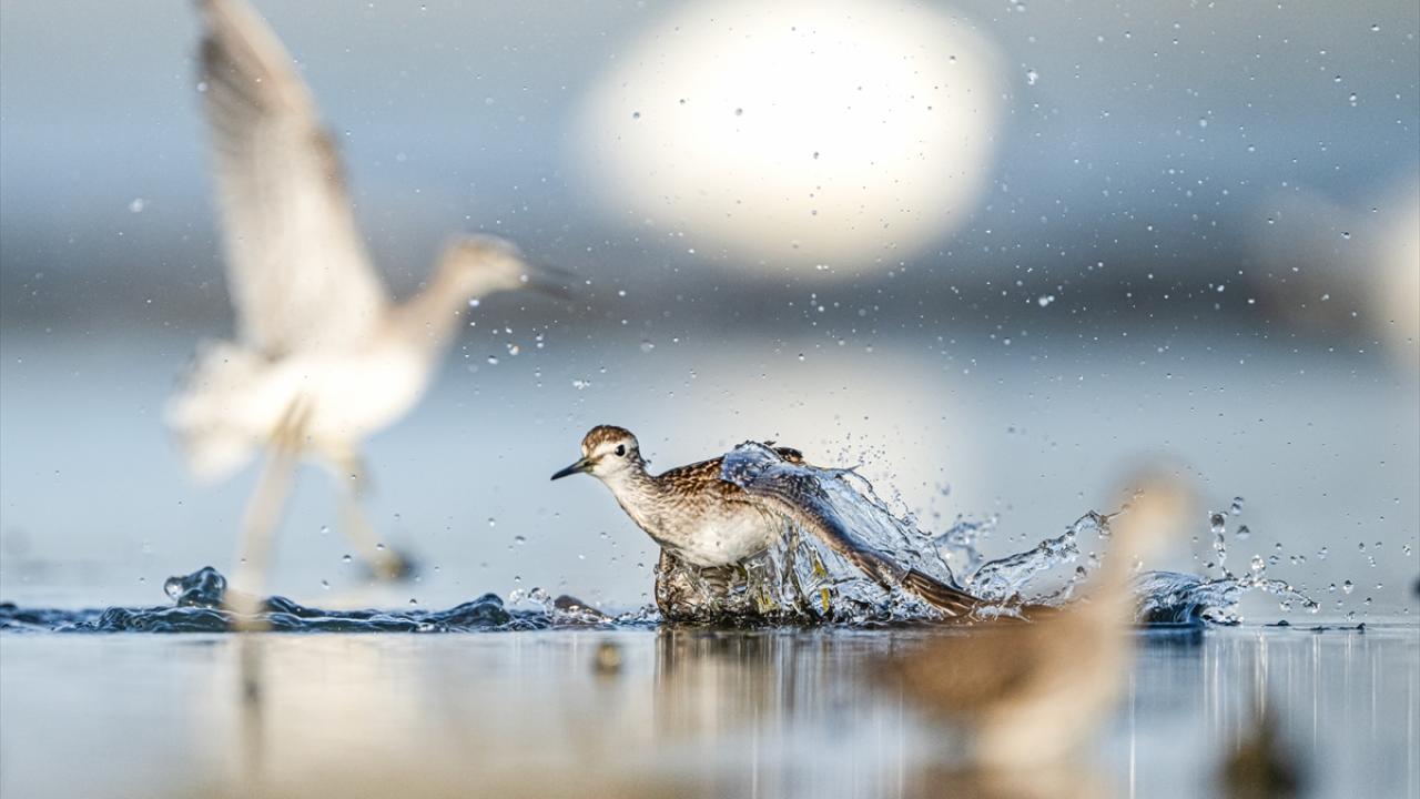 Göçmen kuşların su banyosu