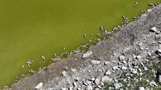Kayseri'de Tozlu Göleti kıyısında balık ölümleri görüldü