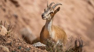 Gümüşhane’de yaban keçileri yavrularıyla görüntülendi