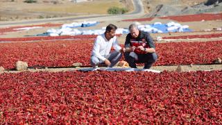 Kilis'te pul biber mesaisi