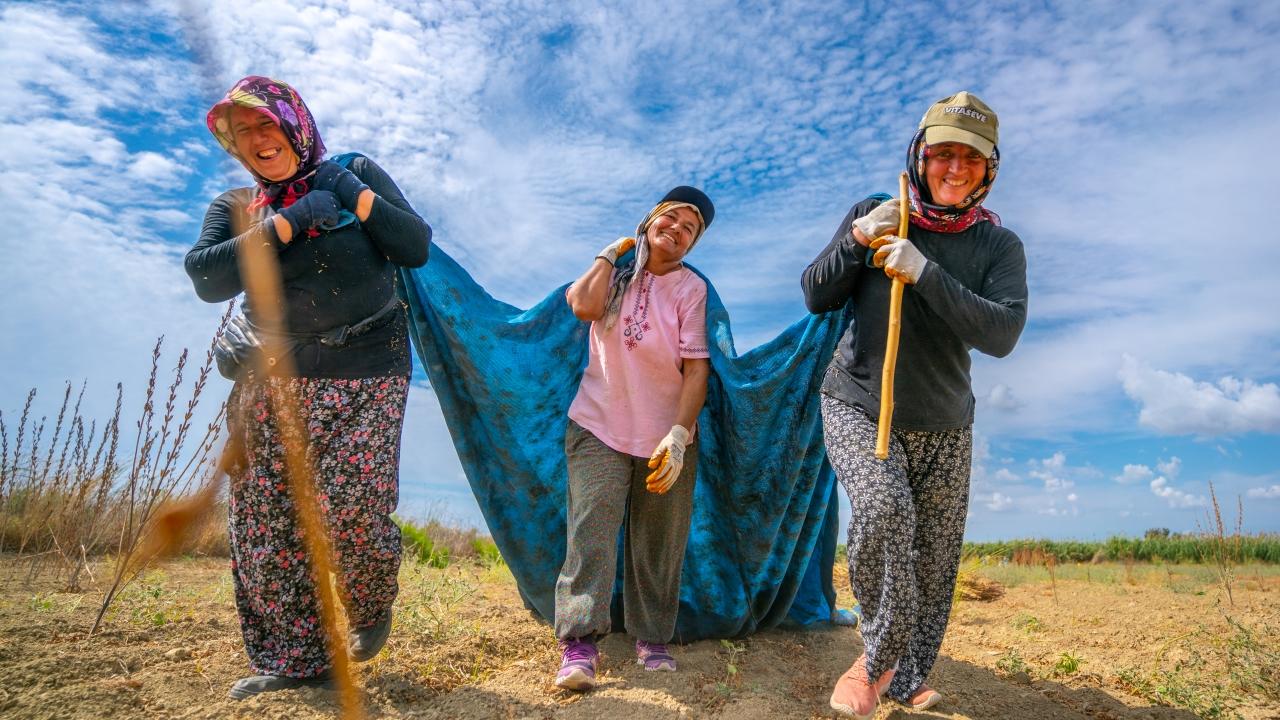 Altın susamın tarladan sofralara uzanan serüveni fotoğraflandı