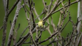 Ordu’da ağaçlandırılan alan kuşlara yuva oldu