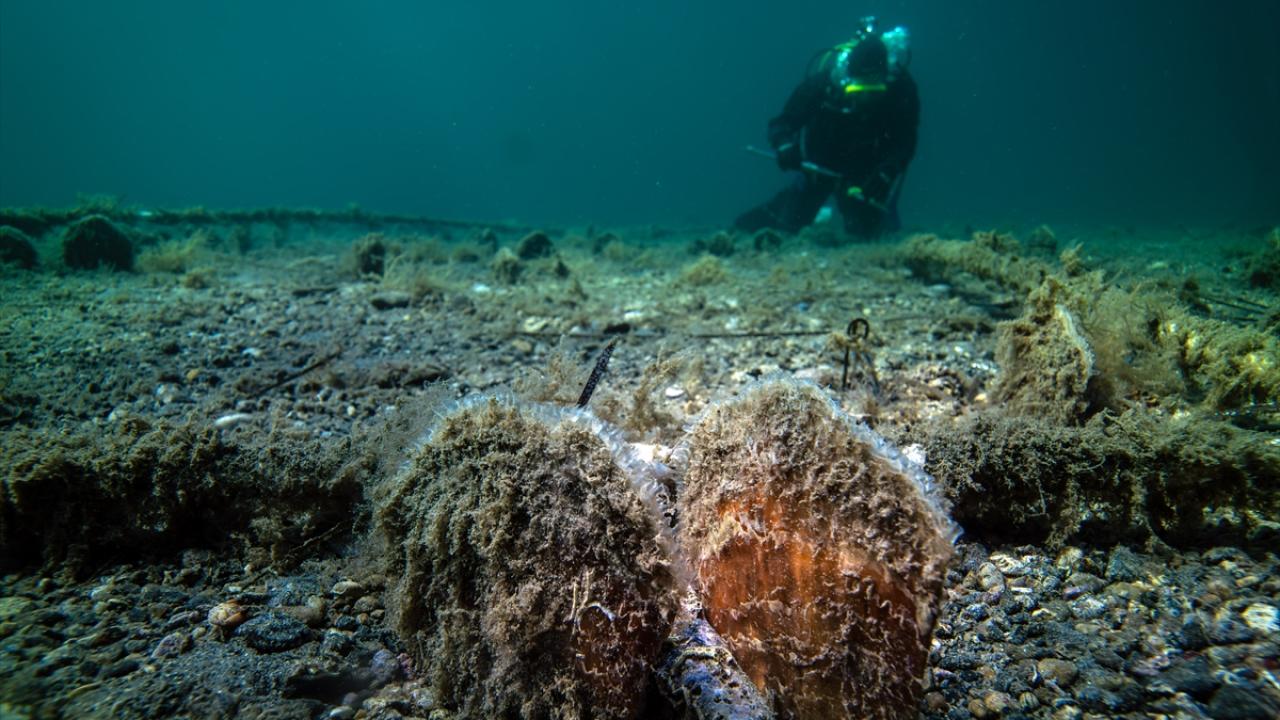 Marmara'da "Umut"un izinden giden bebek pina sayısı artıyor