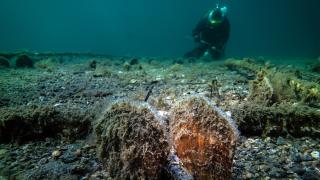 Marmara'da "Umut"un izinden giden bebek pina sayısı artıyor