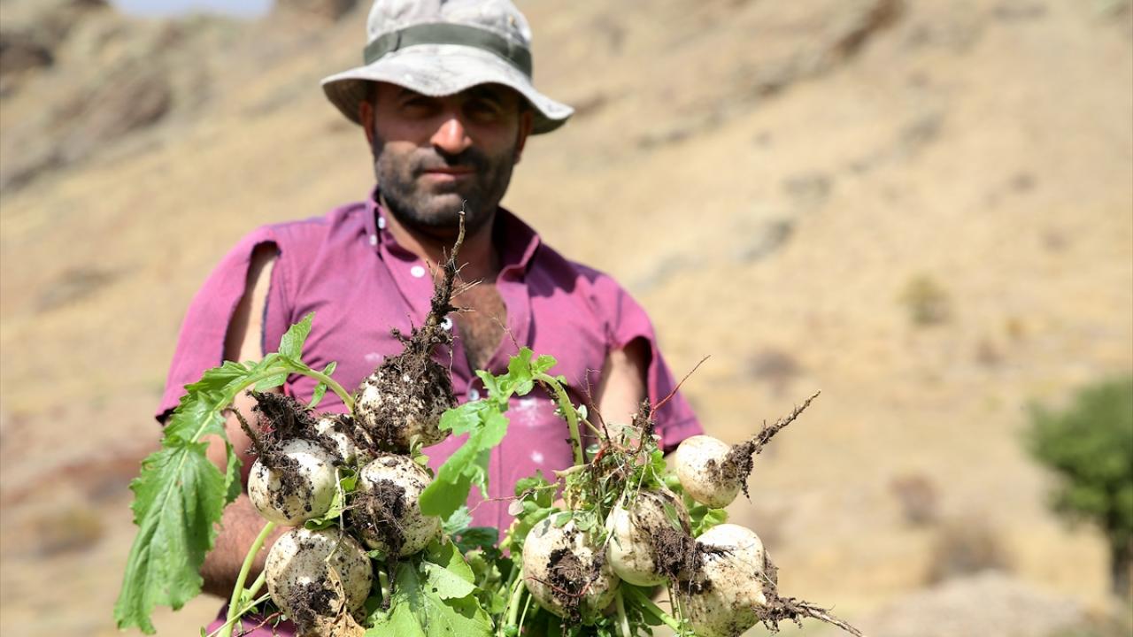 Hasat ettikleri şalgamı derede yıkayıp satışa sunuyorlar