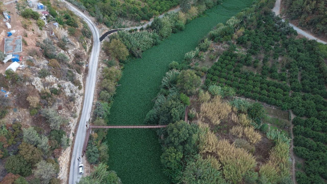 Hatay'da Asi Nehri'ni yeniden su sümbülleri kapladı