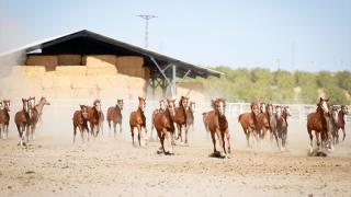 Sultansuyu'nda bu yıl şampiyon adayı 110 safkan Arap tayı dünyaya geldi