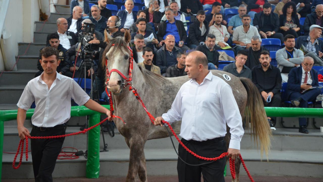 TİGEM’in açık artırmasında Arap tayı 5 milyon 250 bin liraya satıldı
