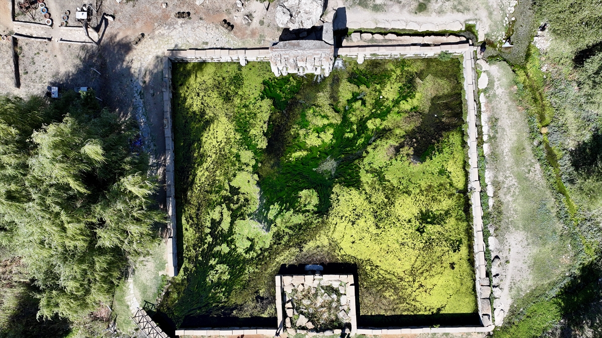 Havuz, nadir görülen bazı balıklara ev sahipliği yapıyor