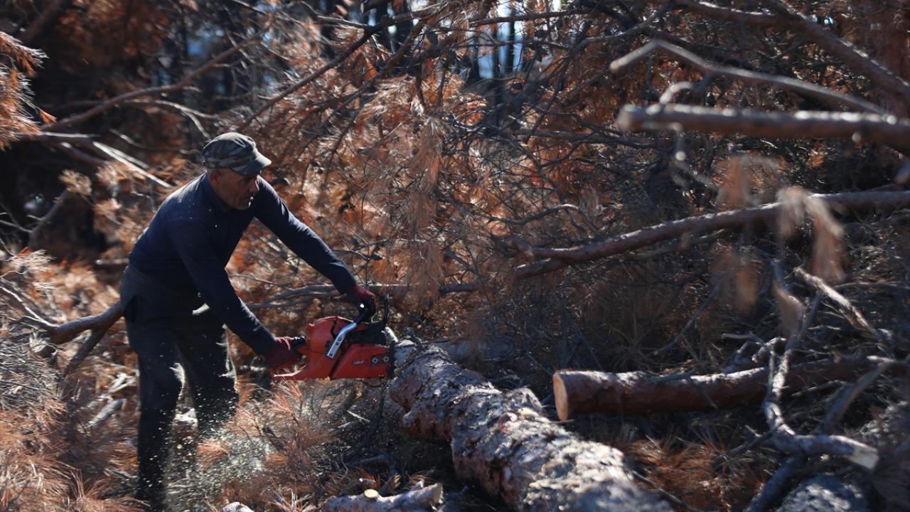 "Yeniden orman kurma çalışmalarına başlandı"