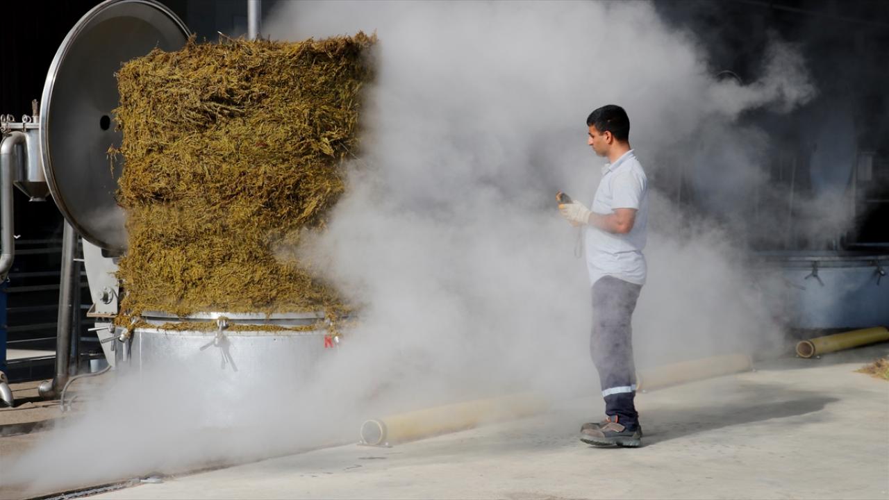 Kocaeli'de kuraklıktan etkilenmeyen biberiyenin hasadına başlandı