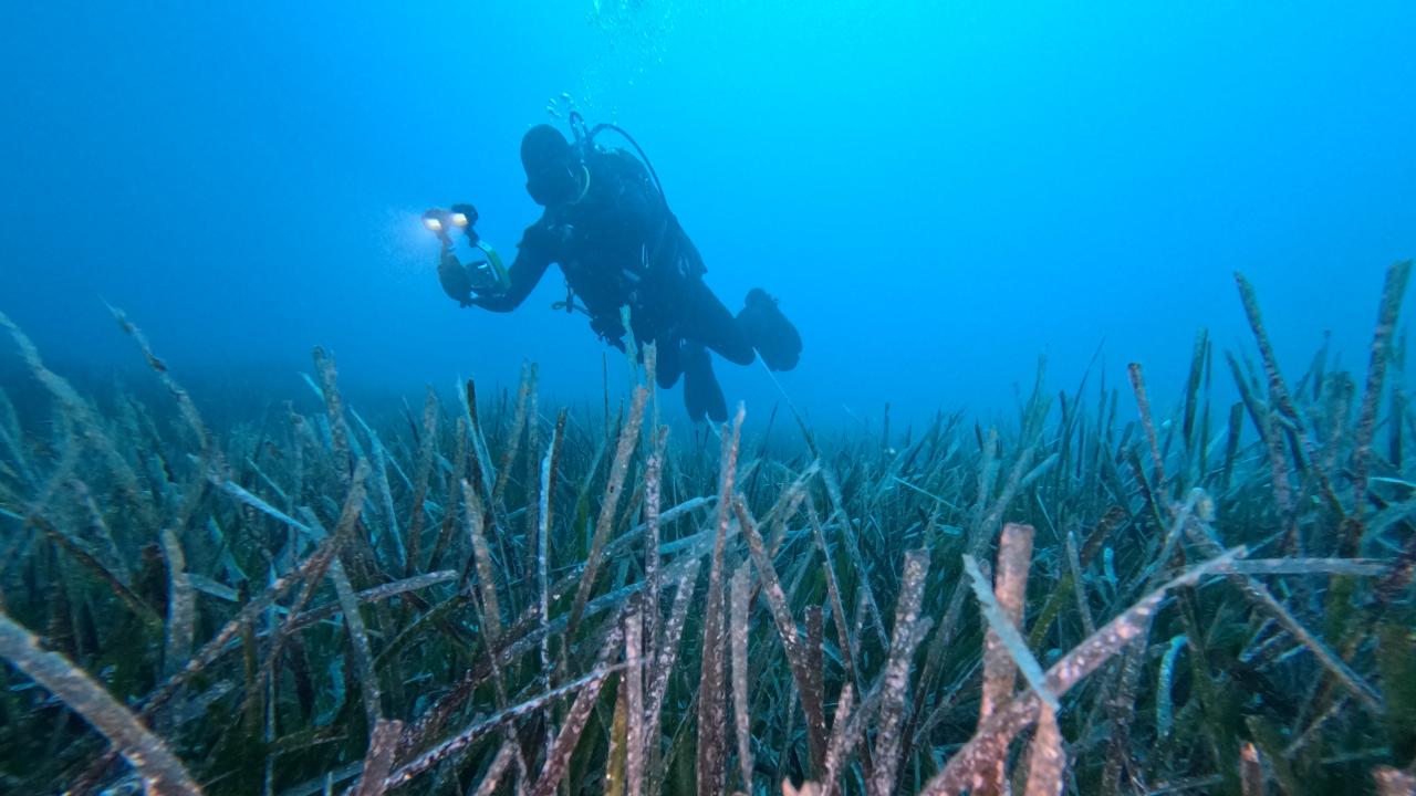 Göcek’te ekilen 10 bin deniz çayırının yüzde 70’i hayatta kaldı