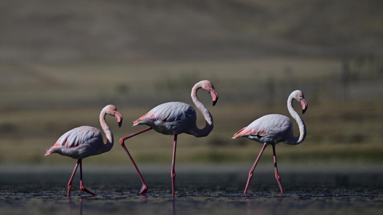 Erçek Gölü, göç eden flamingolara da ev sahipliği yapıyor