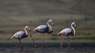 Erçek Gölü, göç eden flamingolara da ev sahipliği yapıyor