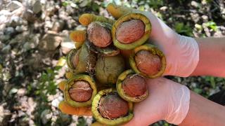 Kaş'ta ceviz hasadı başladı