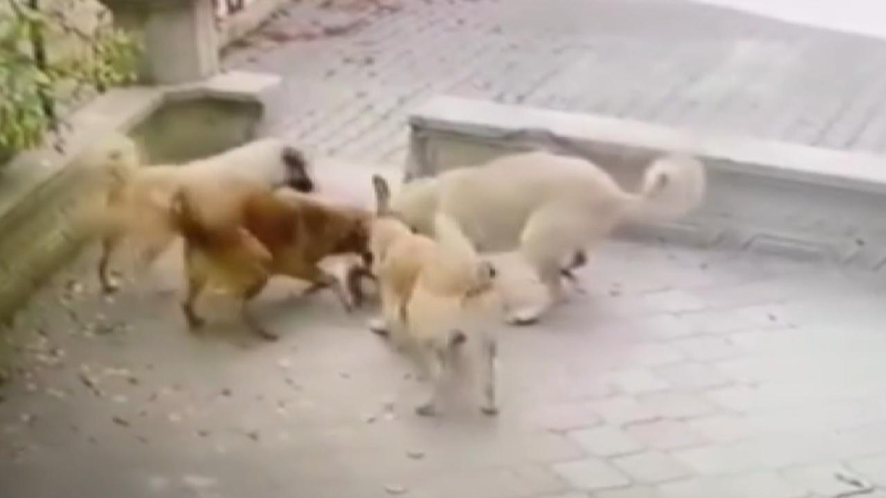 Ankarada başıboş köpekler kediye saldırdı