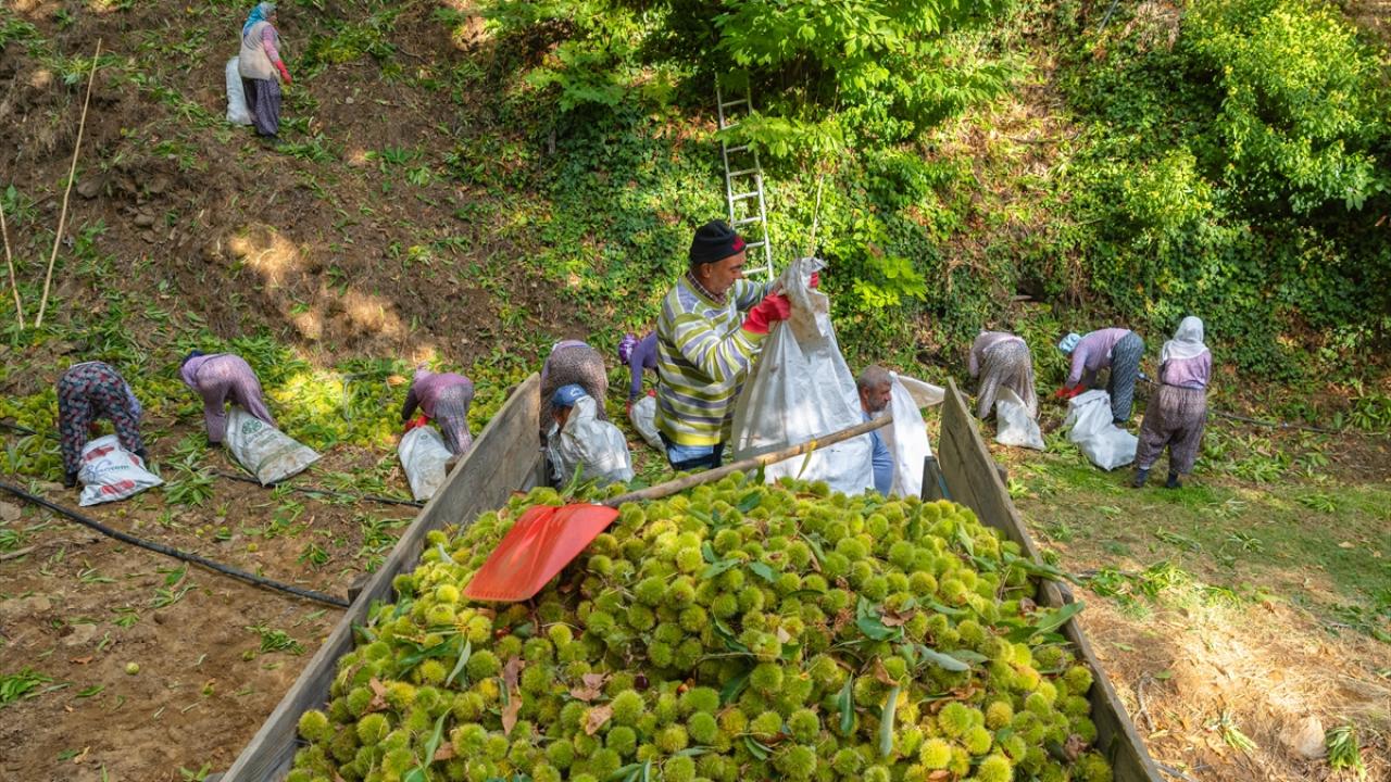 1161 rakımlı Kemer Mahallesi’nde kestane hasadı başladı