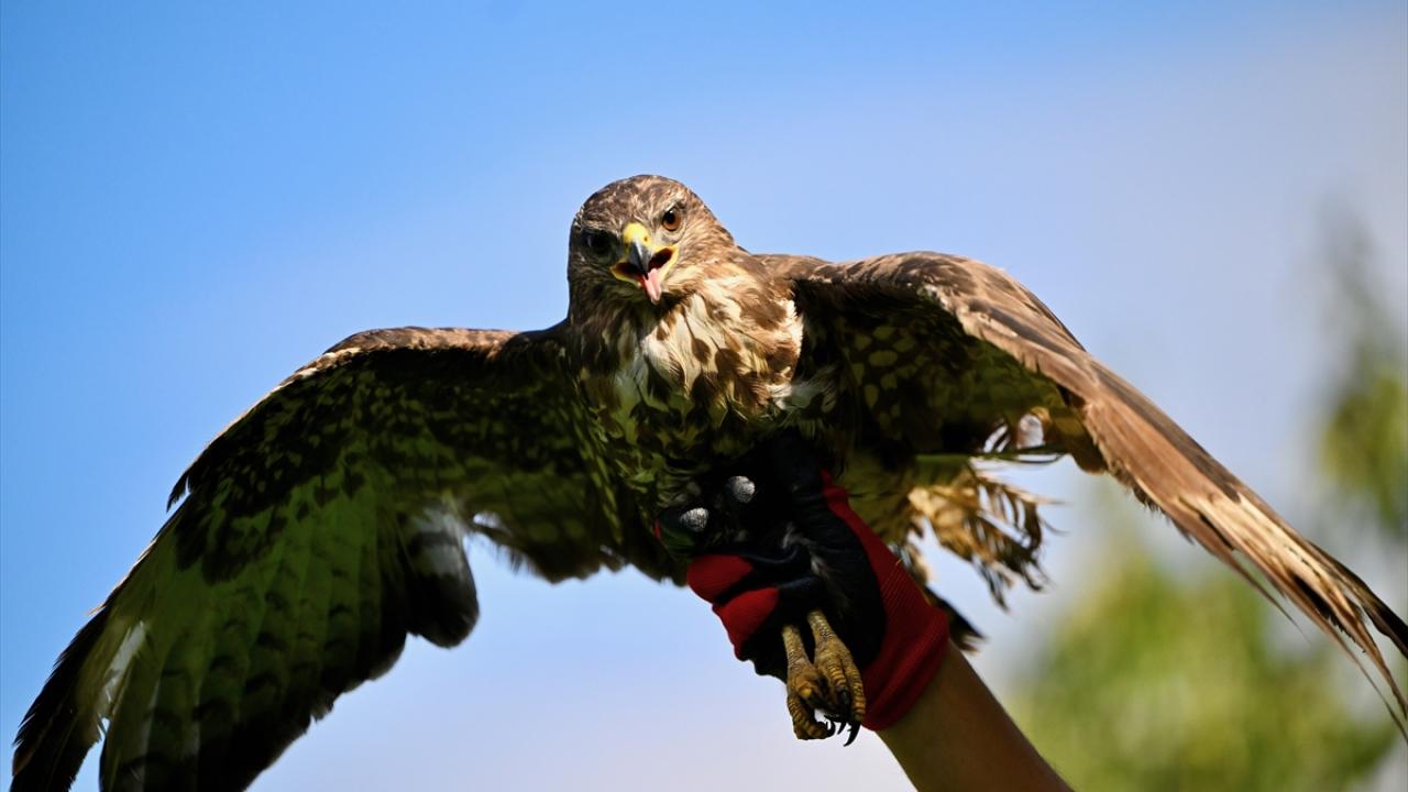 Elektrik akımına kapılarak felç geçiren kızıl şahin uzman ellerde iyileşti