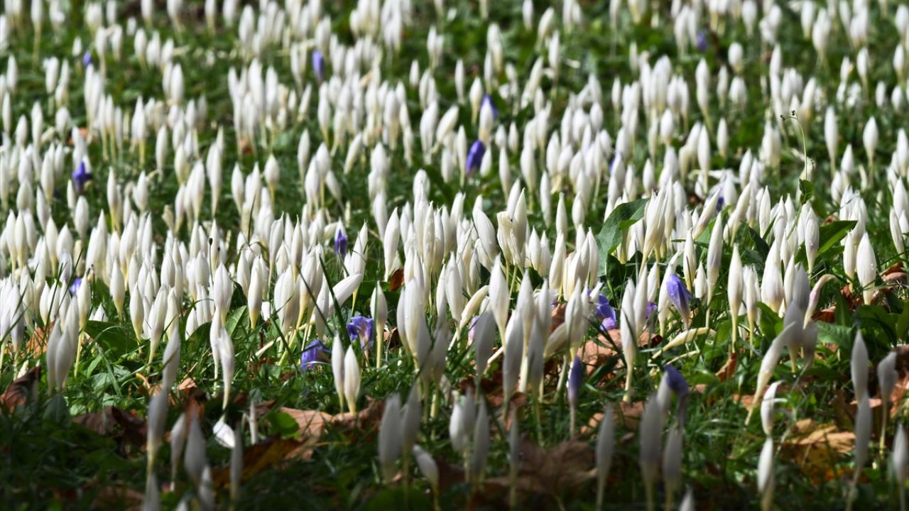 Trabzon'un yüksek kesimlerini "vargit" çiçekleri süsledi