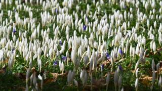 Trabzon'un yüksek kesimlerini "vargit" çiçekleri süsledi