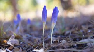 Munzur Vadisi Milli Parkı’nda kışın habercisi 'vargit' çiçekleri açtı
