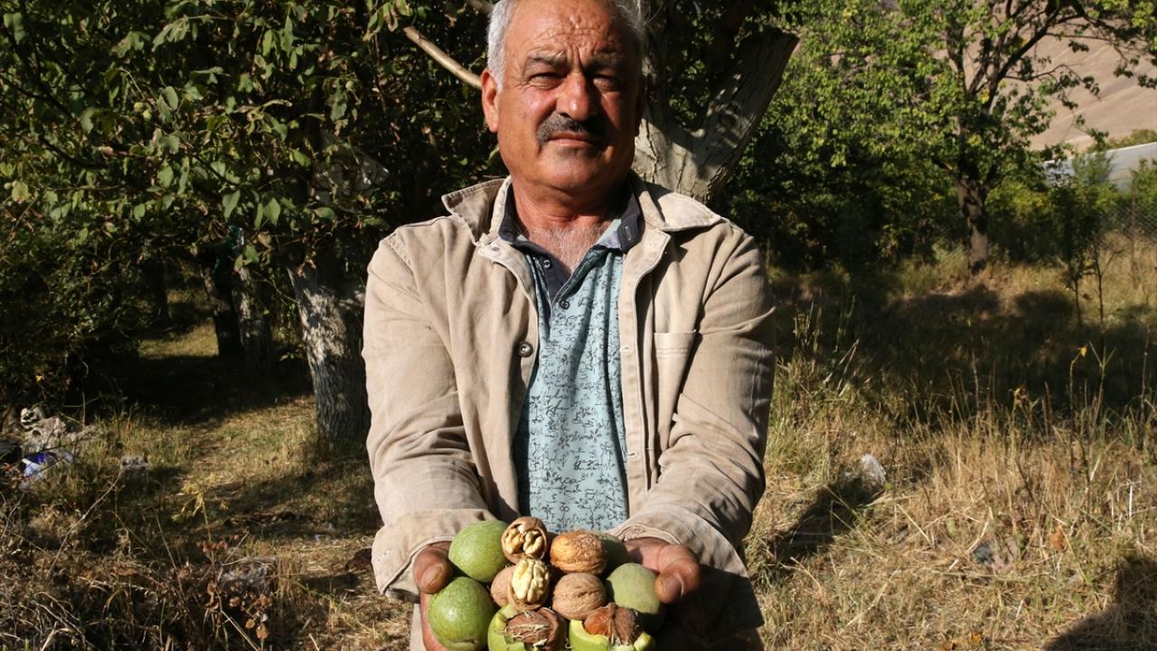 "Yağı, tadı, aromasıyla mükemmel bir çeşit"