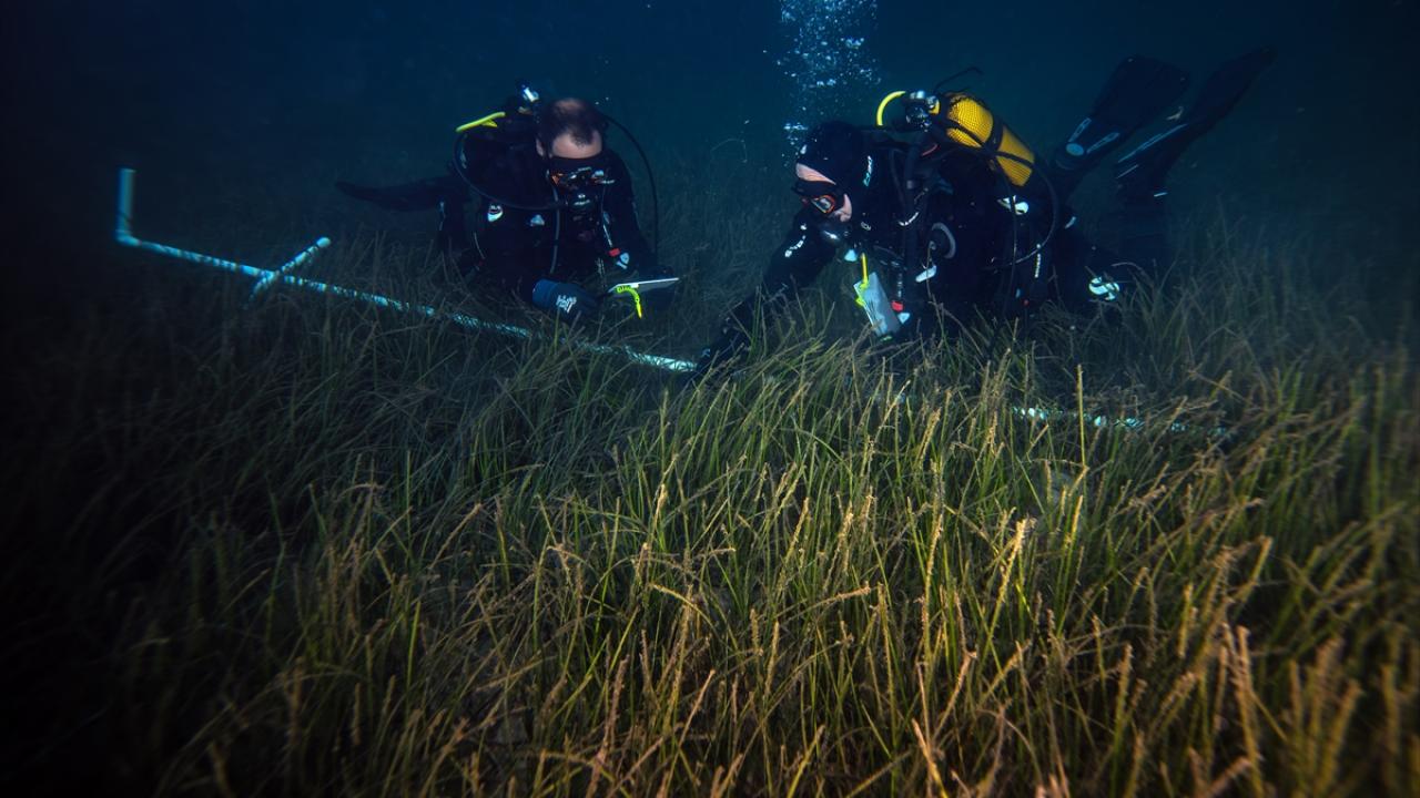 Marmara'da deniz çayırlarının genel durumunun iyi olduğu gözlendi
