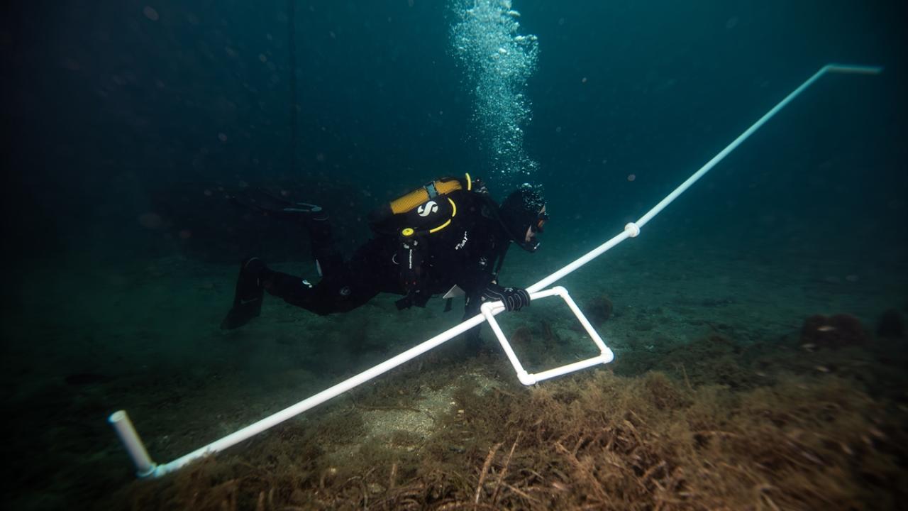 Ormanlardan 35 kat daha fazla karbon tutuyor