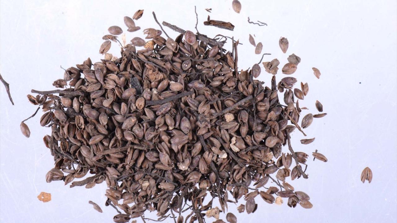 Bulunan tohumların genetik incelemesi yapılacak