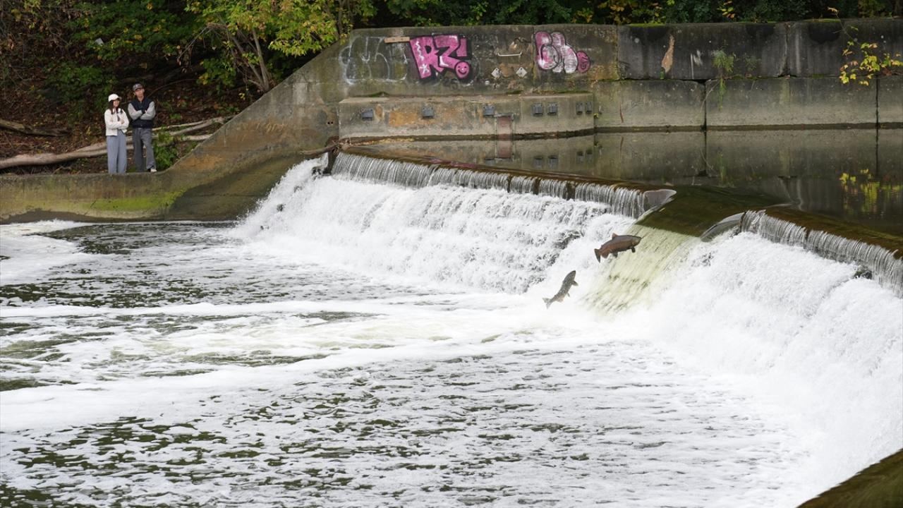 Toronto'da somonların akıntıya karşı mücadeleleri
