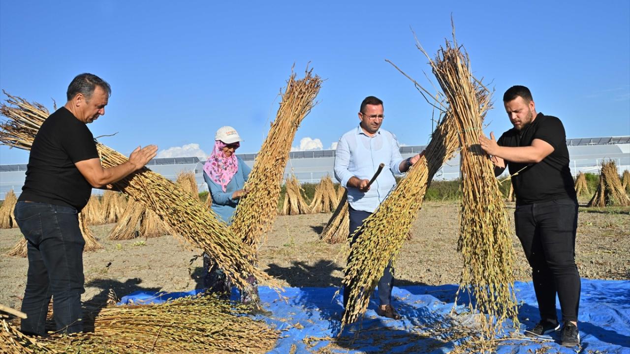 Türkiye`deki susam üretiminin üçte biri Antalya`da