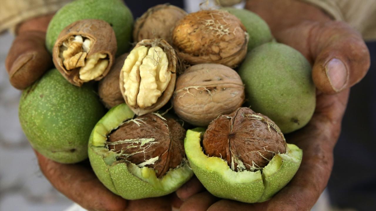 Ceviz hasadındaki yüksek verim Bitlisli üreticilerin yüzünü güldürdü