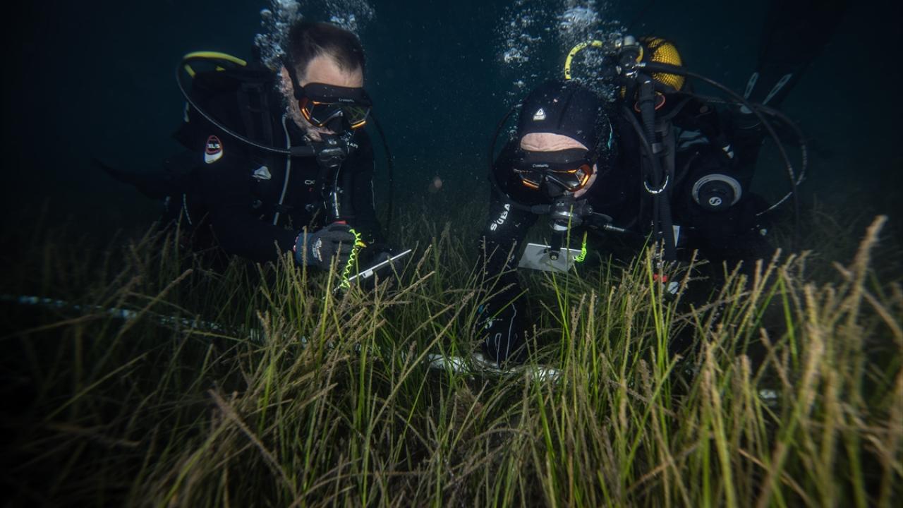 Marmara'da deniz çayırlarının genel durumunun iyi olduğu gözlendi