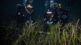 Marmara'da deniz çayırlarının genel durumunun iyi olduğu gözlendi