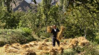 Yusufeli’nde çeltik hasadı başladı