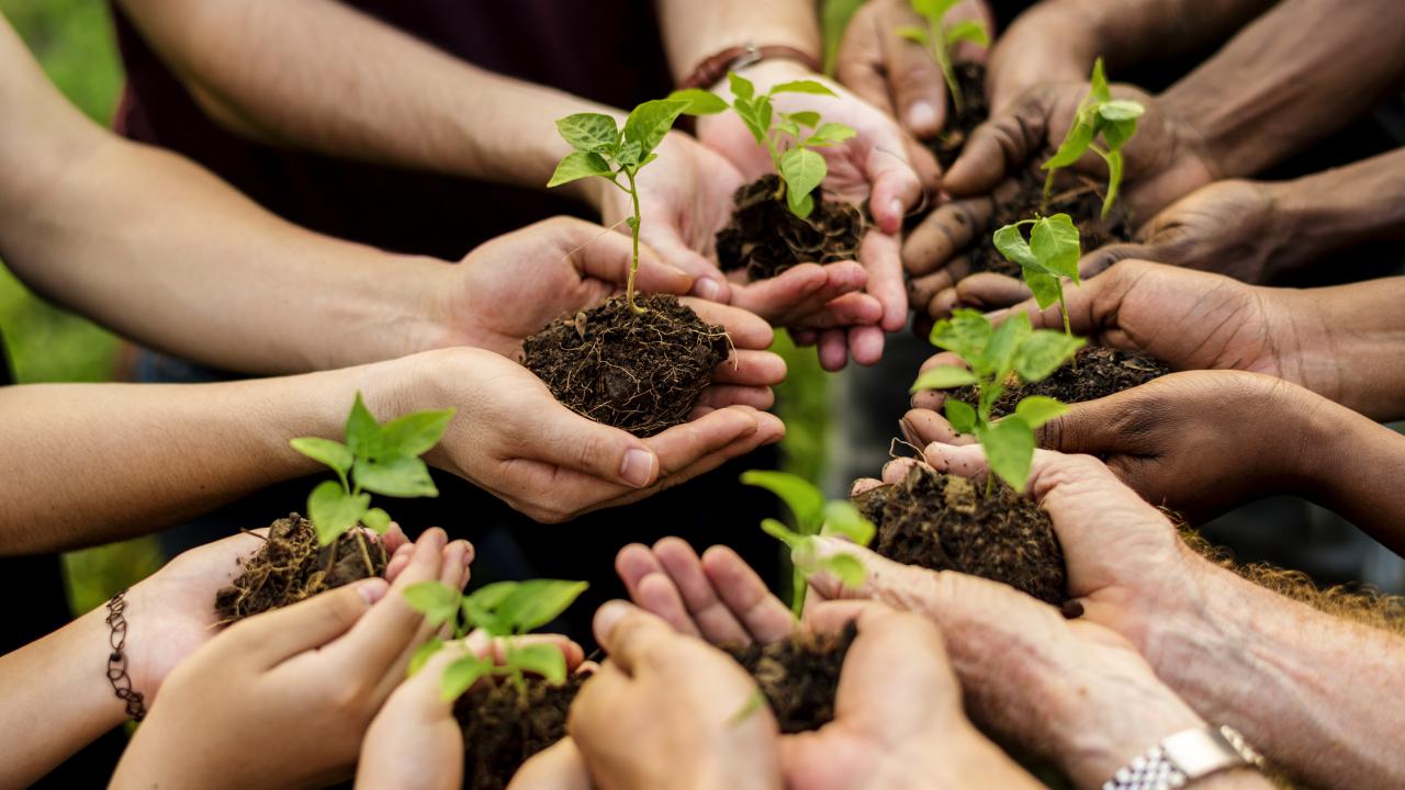 11 Kasım'da 81 ilde 550 milyona yakın fidan toprakla bulaşacak