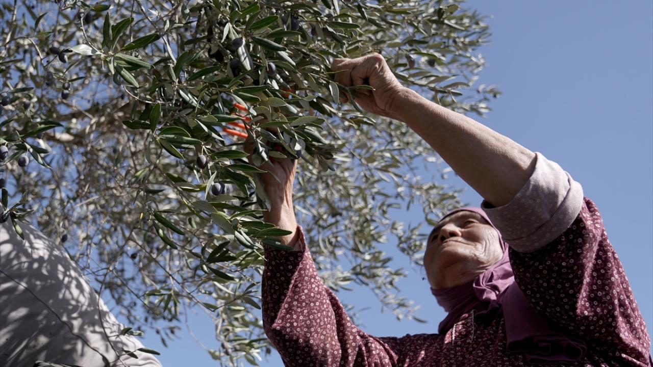 İşgal altındaki Batı Şeria'da zeytin hasadı