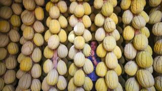 Tescilli Kırkağaç kavunu depolardaki sırıklarda "kış sofraları" için bekliyor