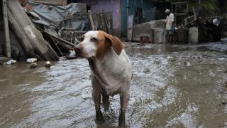 Meksika’da fırtına sonrası sel ve su baskınları yaşandı